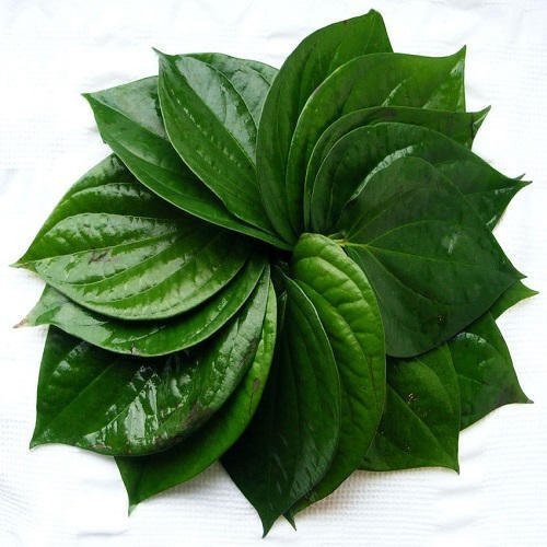 Tambulam/Khaan Ke Patte (Betel Leaves with stem).